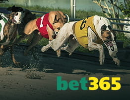 greyhound betting 365