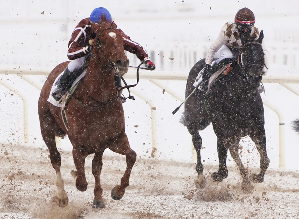 Horse racing in the snow 